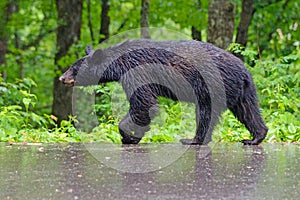 A large Black Bear walking in the rain.