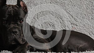 Large black beautiful dog Cane Corso lies on the bed and looks at the owner with sad eyes