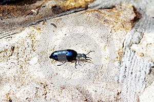 Large black beetle crawling on the sand, insect