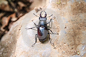Large black beetle with long mustache and mandibles