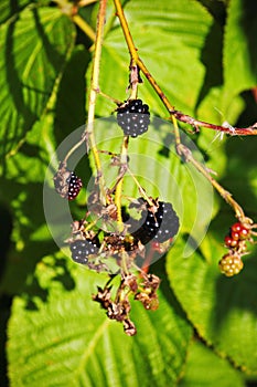 Large black berries garden blackberries, growing a brush on the background of green foliage on the branches of a bush.