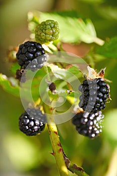 Large black berries garden blackberries, growing a brush on the background of green foliage on the branches of a bush.