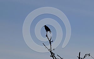 Large black bird sitting on the top of the tree