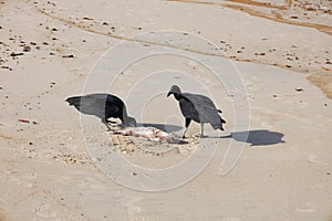 Large black birds eating a dead fish on the sand of the beach