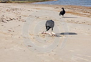 Large black birds eating a dead fish on the sand of the beach