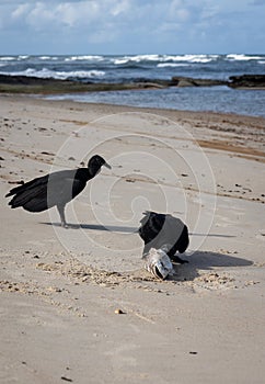 Large black birds eating a dead fish on the sand of the beach