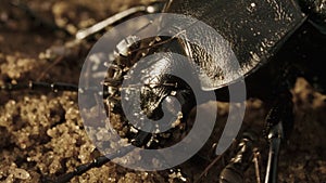 Large black bronze beetle carabid Carabus with coppery sheen on ground