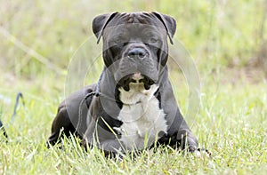 Large Black Cane Corso and Pitbull Terrier mix dog