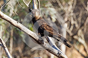 Carnaby\'s Black Cockatoo in Western Australia photo