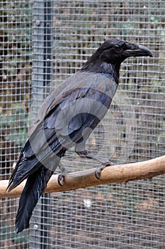 Large black common Raven is sitting on a branch