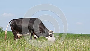 A large black cow grazes on a green meadow in the countryside. Farm animal husbandry