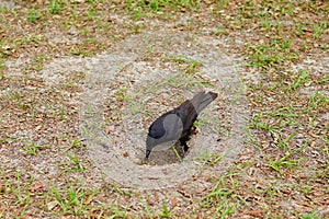 Large black crow bird