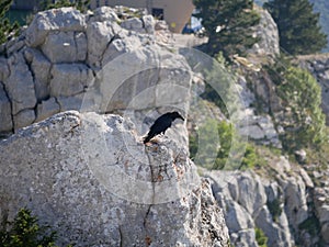 A large black crow sits on a rock at the top of mount AI-Petri and looks down on a Sunny summer day