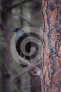 Large black crow in tree