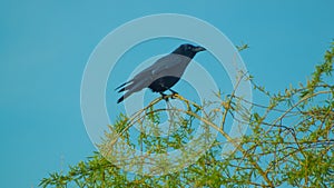 Large Black Crow on Tree Top photo