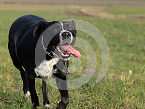 A large, black, dangerous dog is running across the autumnal winter field. Amstaff Mix.