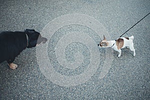 large black dog barks at a small Chihuahua. Yard dog looks at the small Chihuahua dog with hostility