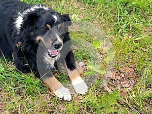 Large black dog from Berner Sennenhund lying on the lawn grass, copyspace