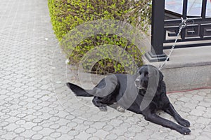 A Large Black Dog Chained in a Street Steel Fence