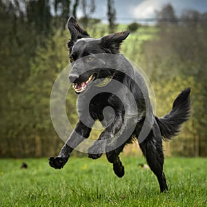 Large black dog jumping and ready to pounce on something.