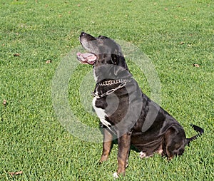 Large black dog sitting, waiting for action, outdoors