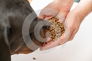 A large black dog sniffs pet food in the open palms of a man`s hands. An adult male Rottweiler looks intently at the cat food in