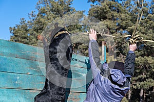 A large black dog is traversing a tall wooden fence. Trainer and offspring on the obstacle course. Mature male helps his hand male