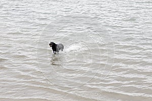 Large black dogs runs in water keeping a ball in his mounth