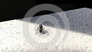 A large black fly cleans its head and large eyes with its paws. Back view. Close-up of an insect on white foam. House fly