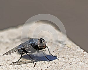 Large black fly close-up, visible faceted eyes