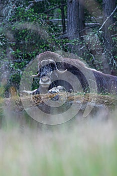 Large black furry musk ox laying on top of a hill behind some tall grass