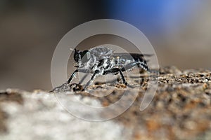 Large black gadfly, macro, selective focus. Closeup, brown