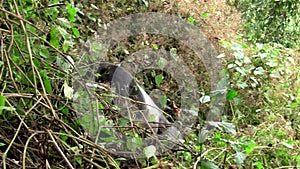 Large black gorilla disappearing in the bush