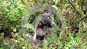 Large Black Gorilla Feeding in the Forest