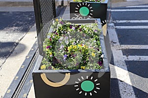 A large black, green and yellow flower pot filled with colored flowers with lush green leaves at Atlantic Station photo