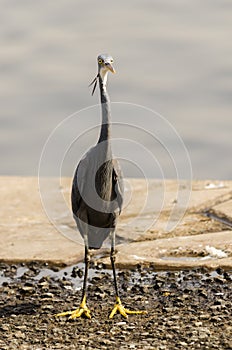 Large Black headed heron near the sea