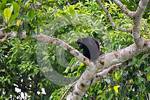 Large black Howler monkey in his rain forest habitat.