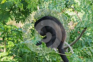 Large black Howler monkey in his rain forest habitat.