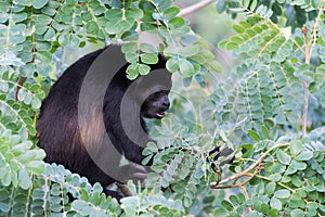 Large black Howler monkey in his rain forest habitat.