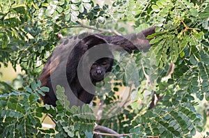 Large black Howler monkey in his rain forest habitat.