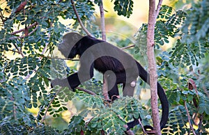 Large black Howler monkey in his rainforest habitat.