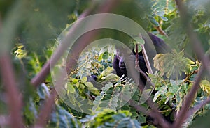 Large black Howler monkey in his rainforest habitat.