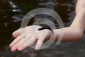 Large black leech on a female hand over dark water background, cropped shot.