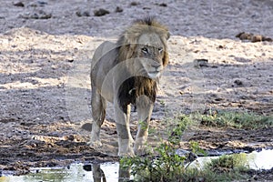 Large black main lion male