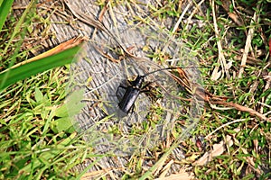 A large black mustachioed beetle.