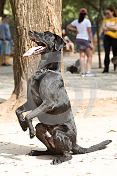 Large black mutt sitting waiting for the owner to throw the ball for him to fetch