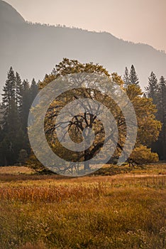 Large Black Oak Tree in orange fall colors at Yosemite