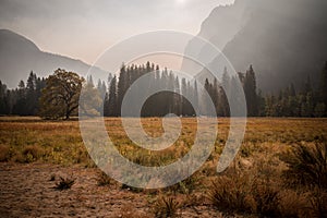 Large Black Oak Tree in orange fall colors at Yosemite Valley