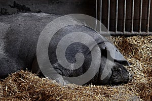 The Large Black Pig is a British breed of domestic pig. Innsbruck Alpenzoo.