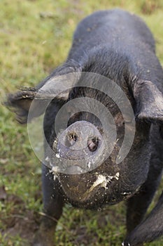 A large black pig eating.